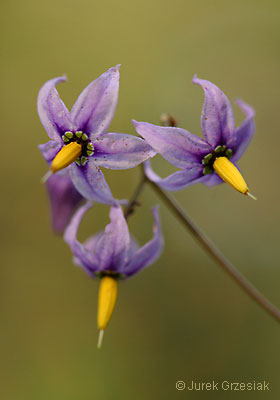 Psianka sodkogrz - Solanum dulcamara