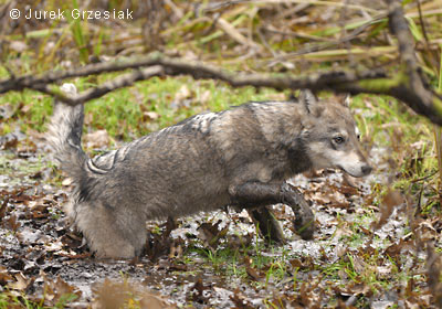 mody wilk - Canis lupus
