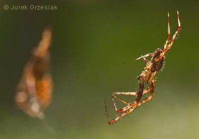 samiec i samica pajka krzyaka
