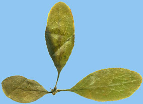 Berberys zwyczajny - Berberis vulgaris