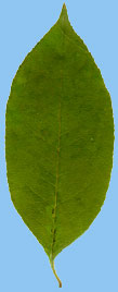 Czeremcha pna - Prunus serotina