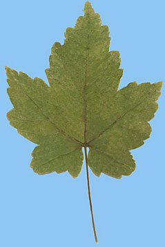 Klon jawor - Acer pseudo-platanis