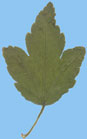 Porzeczka alpejska - Ribes alpinum