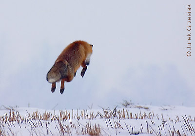 polowanie lisa na gryzonie pod niegiem